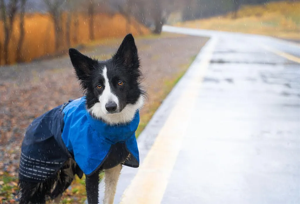 Blue kitten sitting beside an open book free Wallpaper