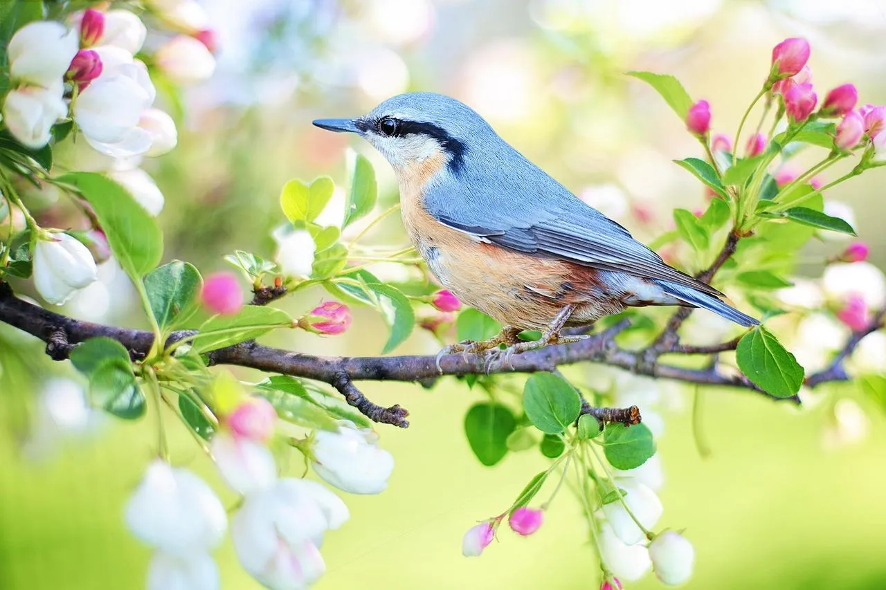 Bluebird Perched on Flowering Tree Branch in Spring