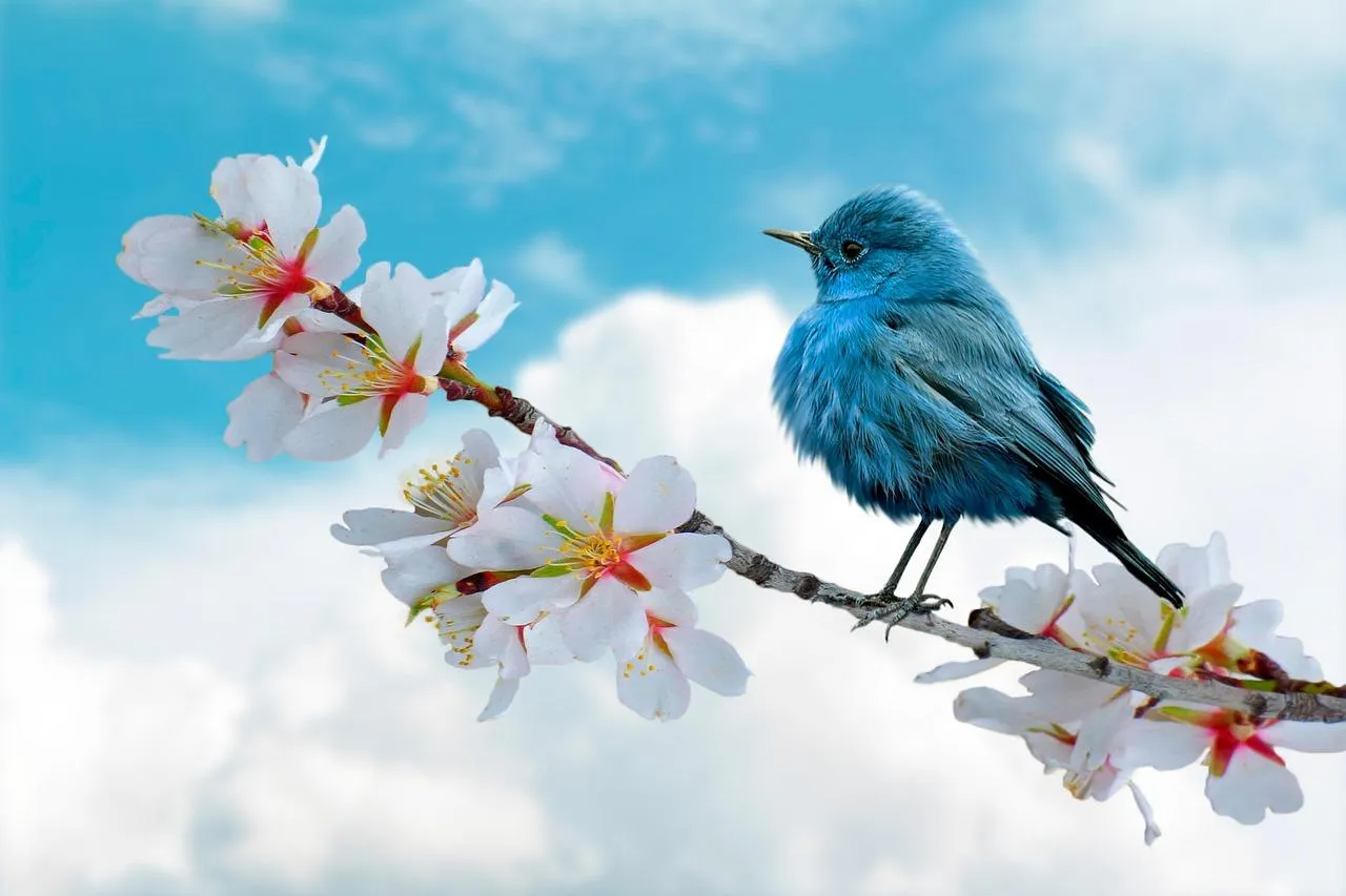 Bluebird Sitting on Branch with Blossoming White Flowers