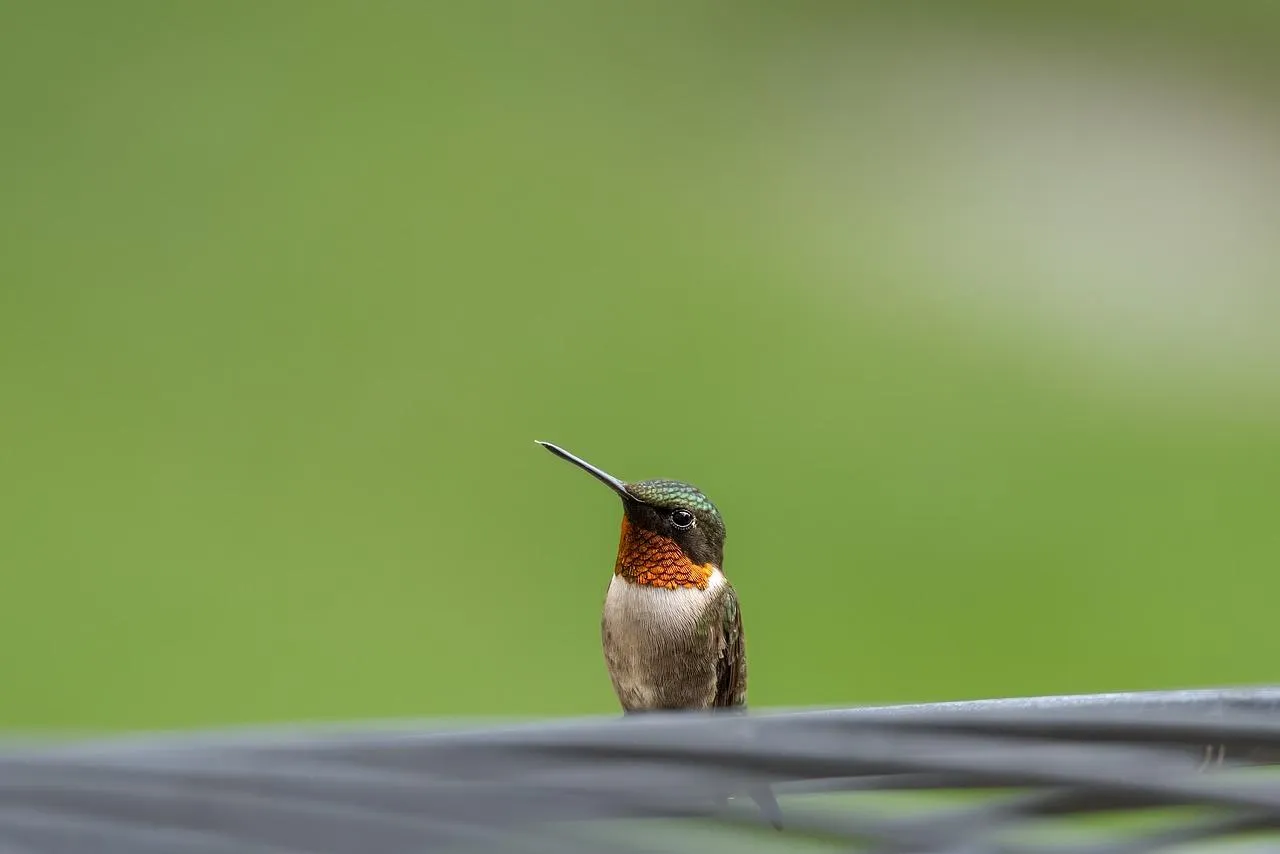Blurred Background with Small Bird Perched on Fence
