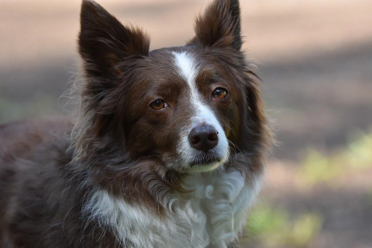 Border Collie Dog Looking Alert in Natural Outdoor Setting