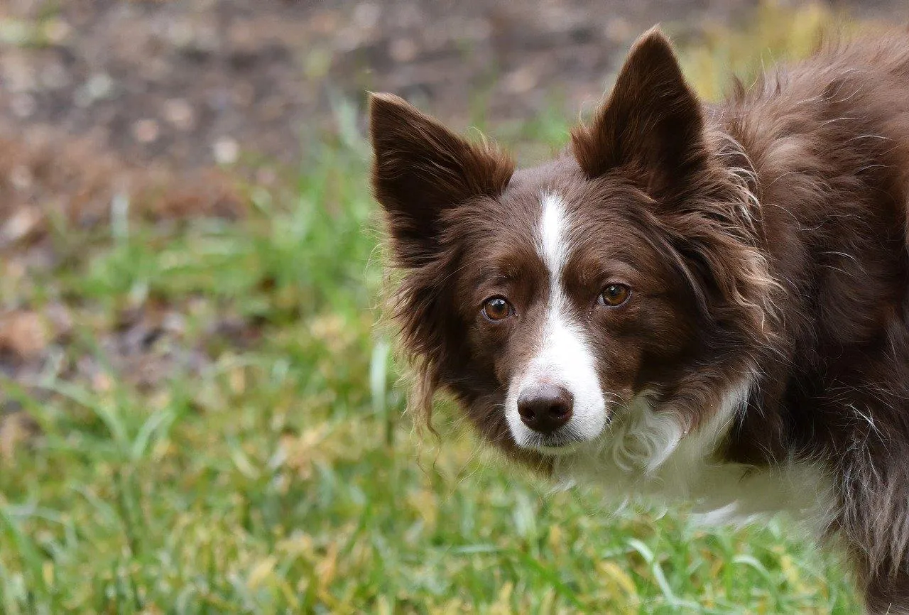 Border Collie Dog Lying on Grass Outdoors Wallpaper