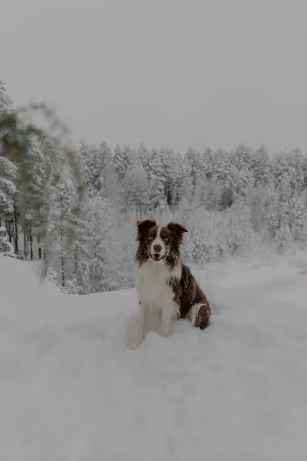 Border Collie Sitting Alone in Snowy Landscape with Trees