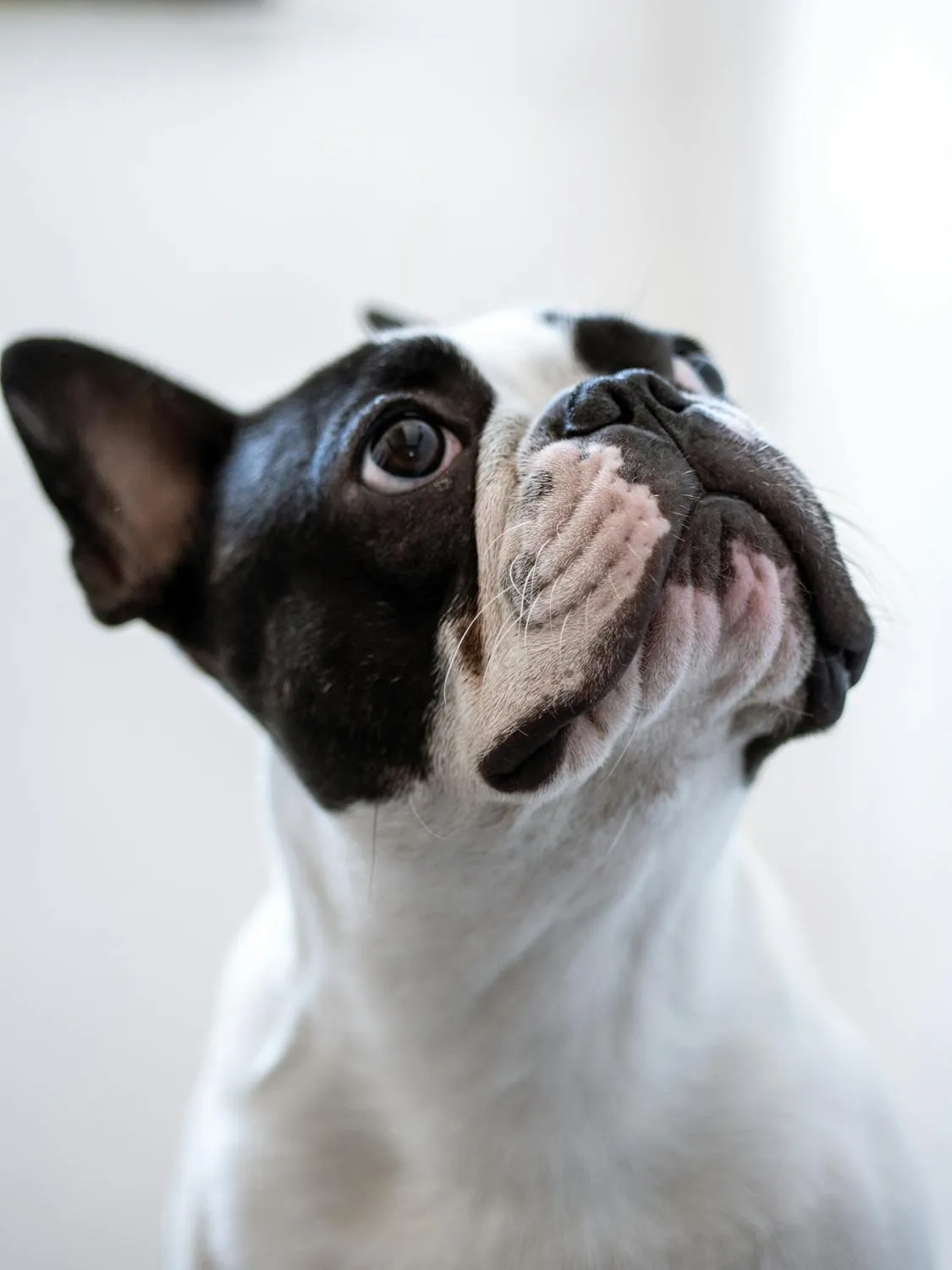 Boston Terrier Puppy Looking Upward on a White Background