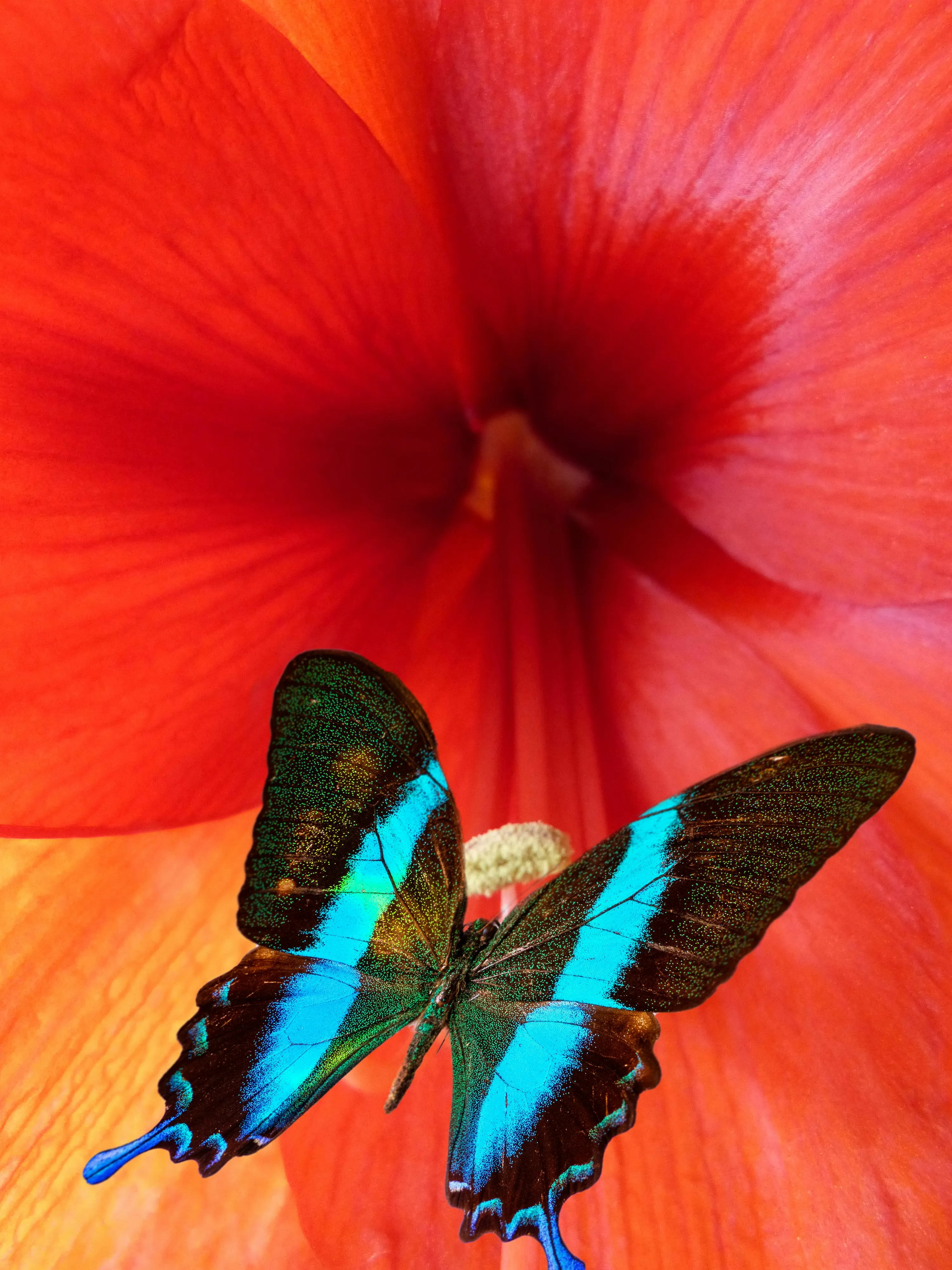 Bright Blue Butterflies on a Vibrant Red Flower Wallpaper
