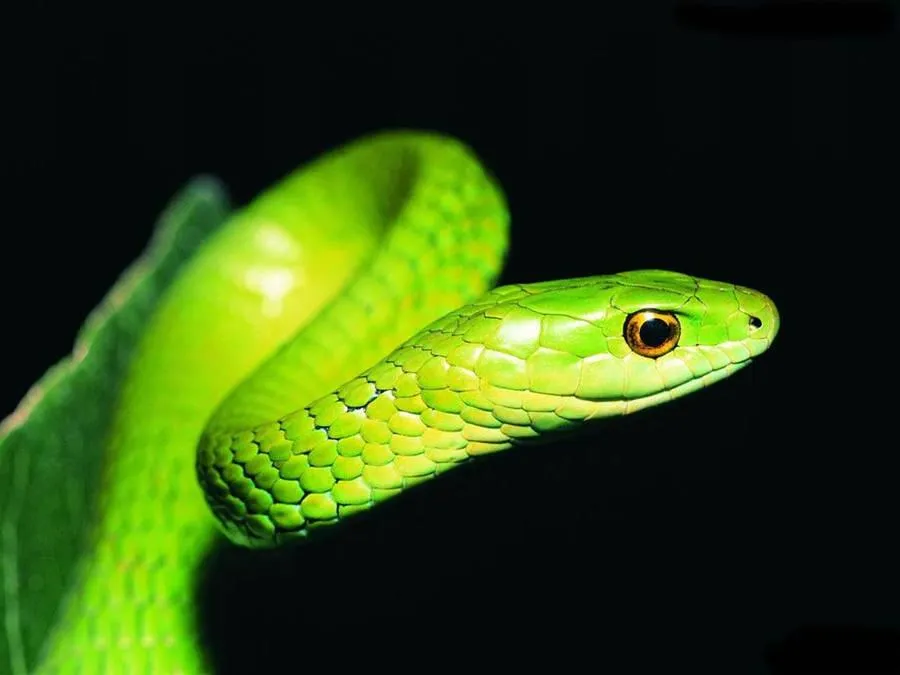 Bright green snake coiled and ready to strike Wallpaper