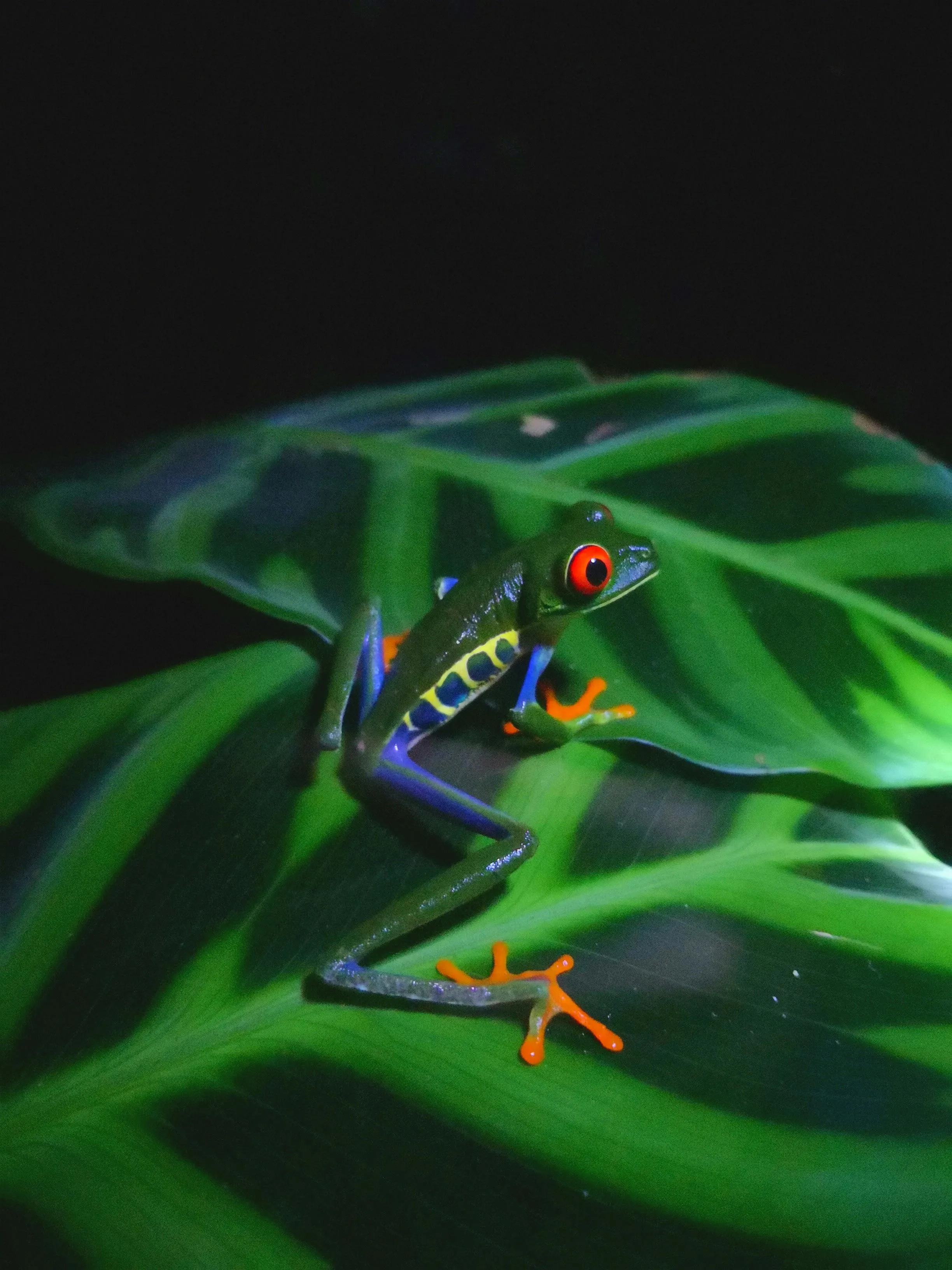 Bright green tree frog resting on a dark green leaf