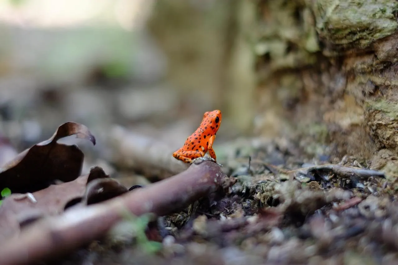 Bright red crab walks slowly on the damp forest floor