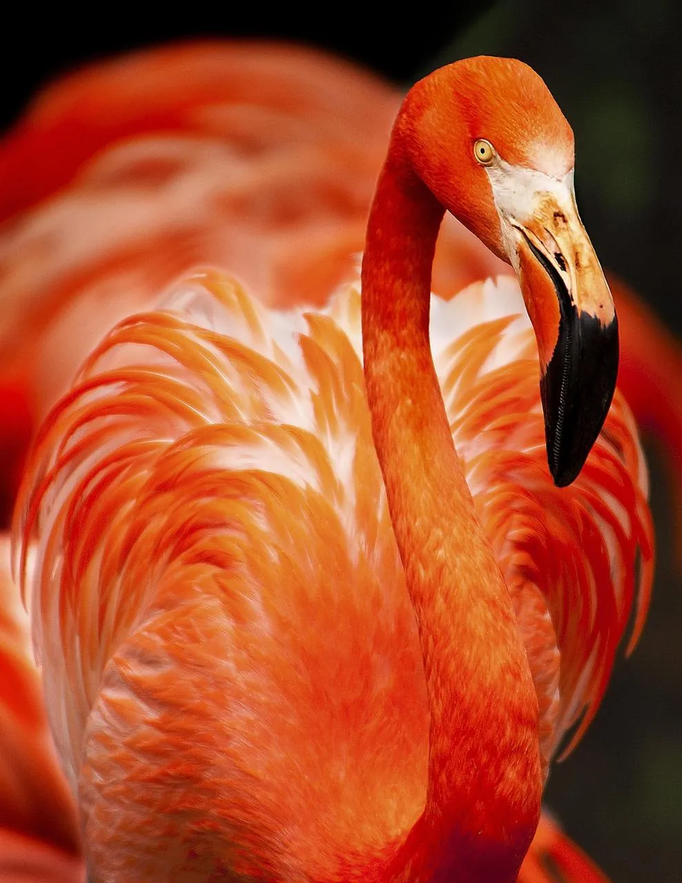 Bright red flamingo standing on one leg free Wallpaper