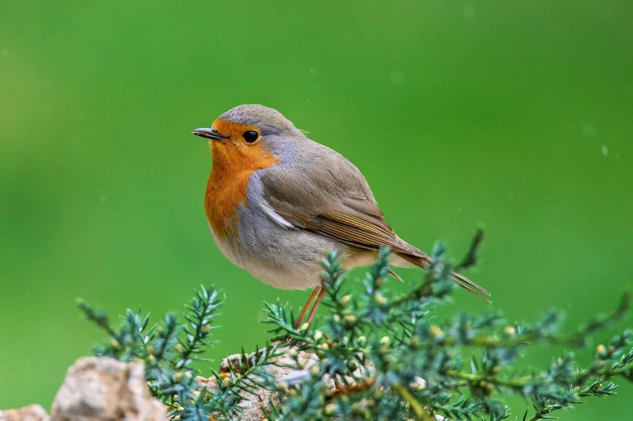 Bright Red Robin Bird Perched on Green Branch in Spring