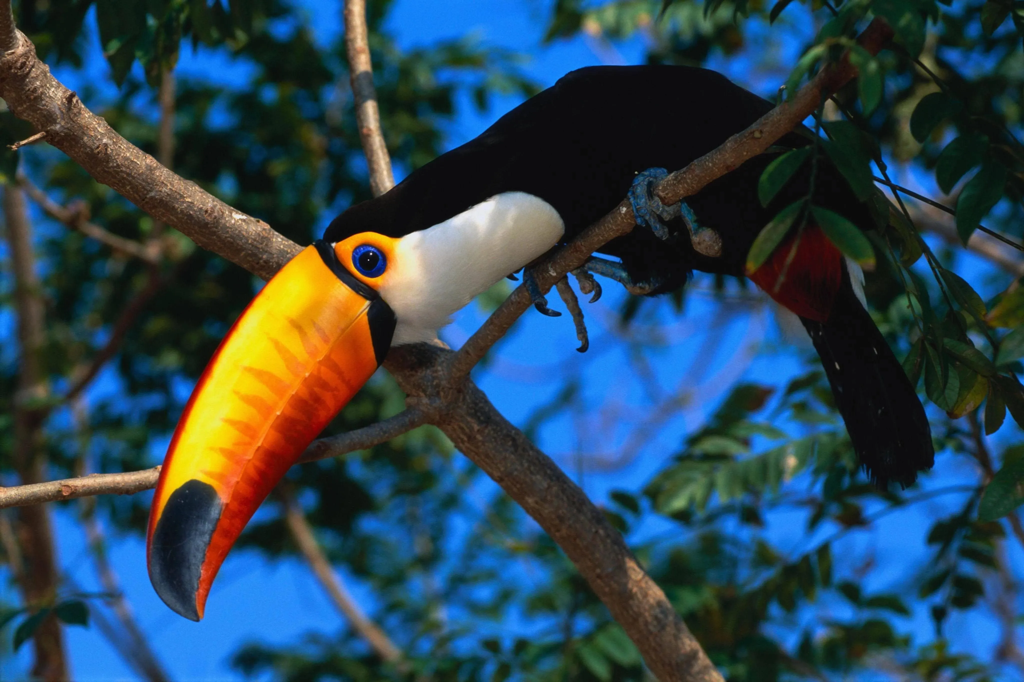 Bright Toucan Sitting on a Tropical Tree Branch Wallpaper
