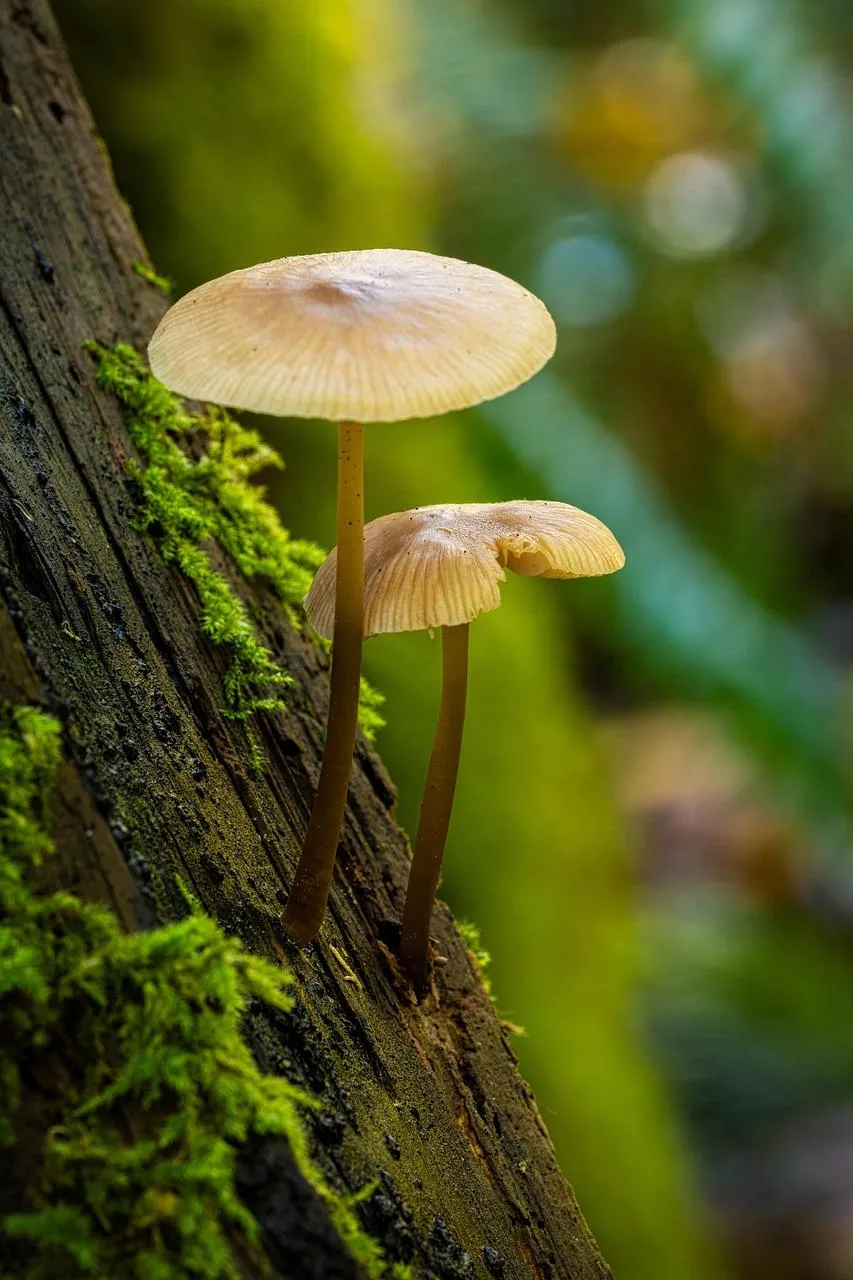 Bright Yellow Mushroom Growing in Dense Forest Floor