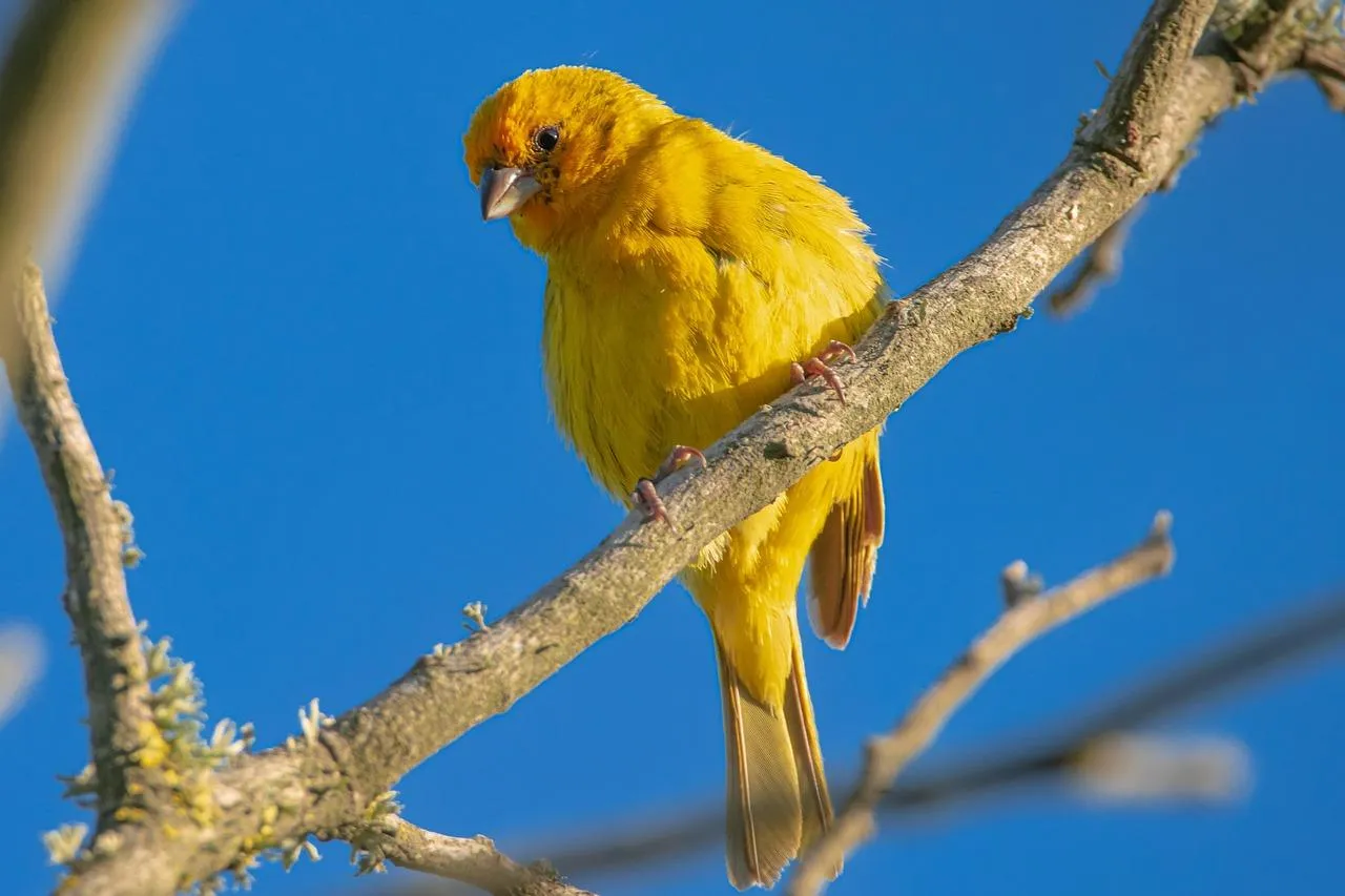Bright Yellow Parrot Sitting on a Tree Branch Wallpaper