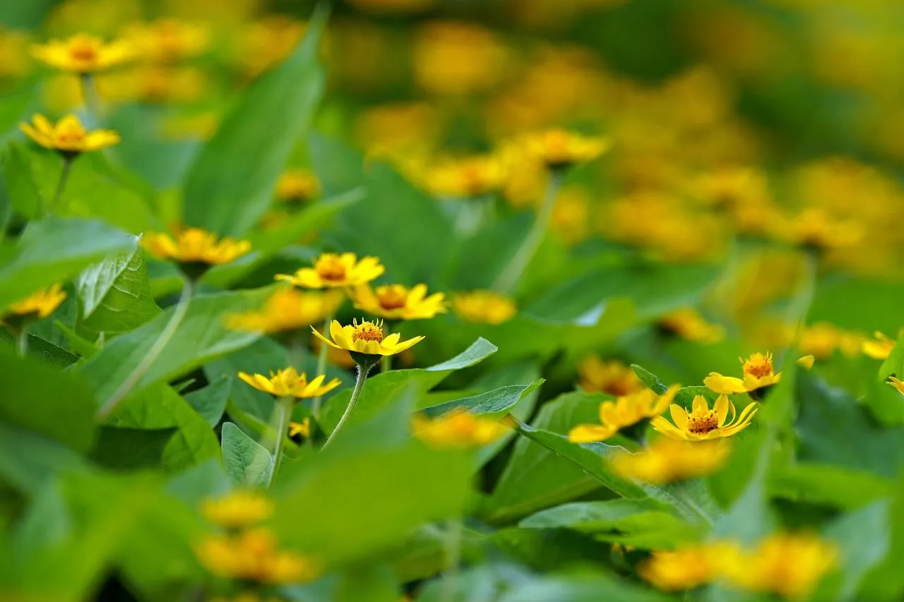 Bright Yellow Wildflowers Blooming in Field Wallpaper