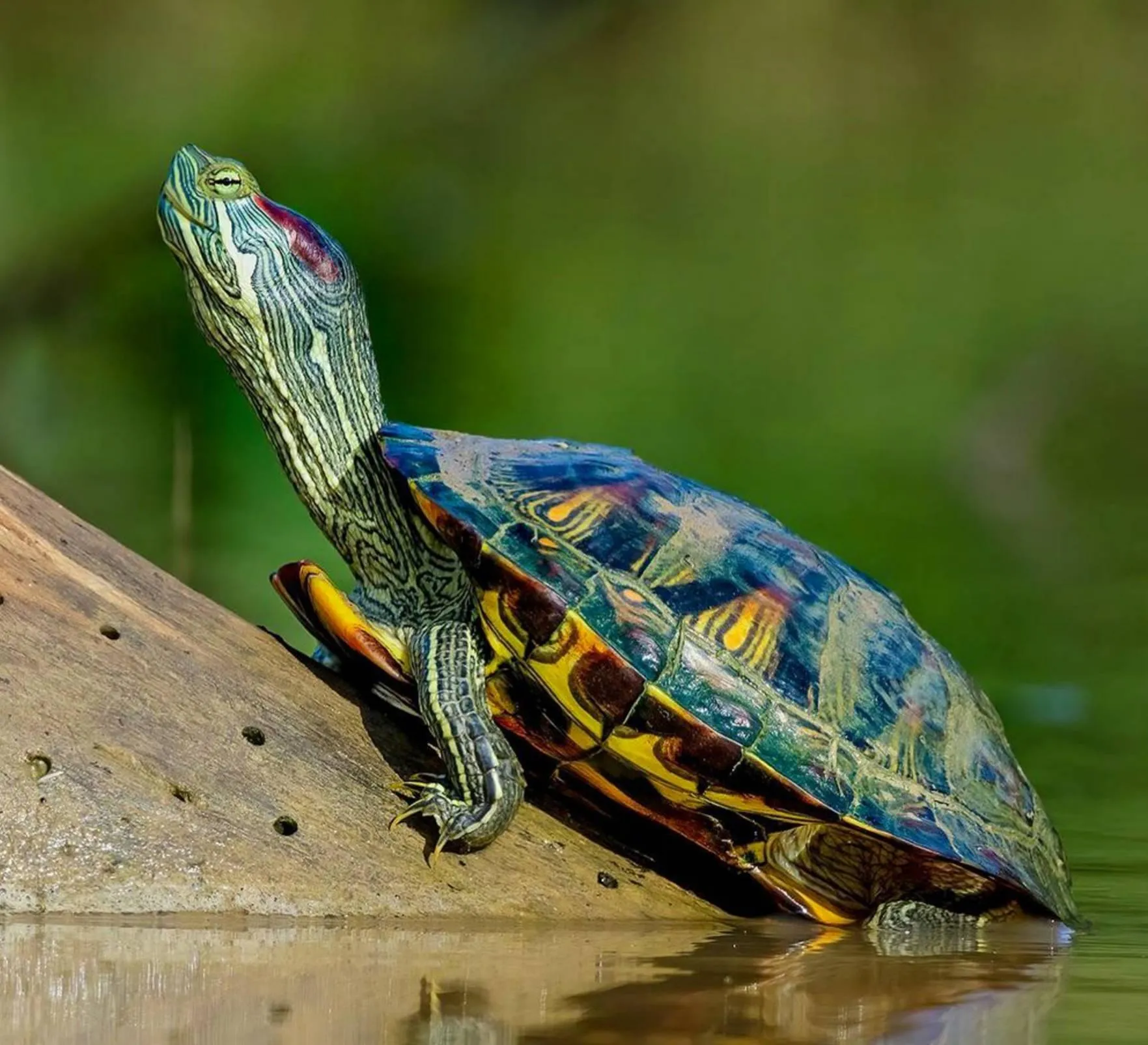 Brightly colored turtle basking on a rock Wallpaper