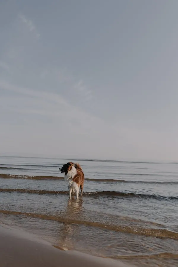 Brown and White Dog Standing Peacefully in Beach Wallpaper