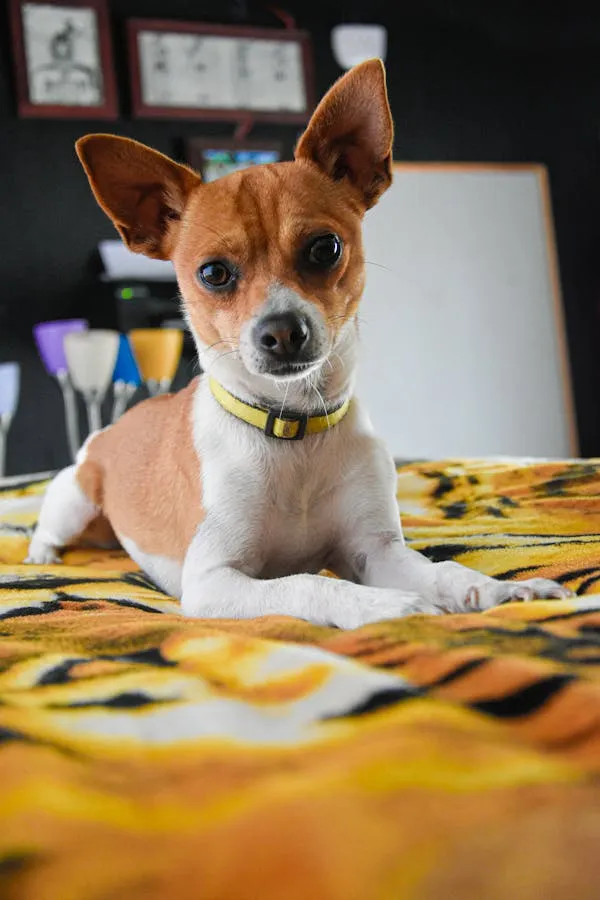 Brown and White Dog Wearing Yellow Collar Lying on Bed Image