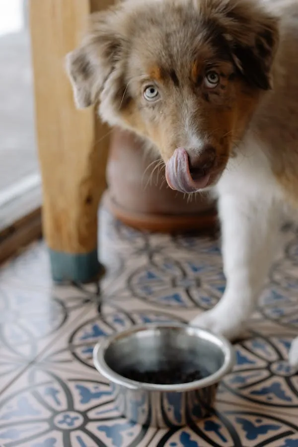 Brown and White Puppy Drinking Water From Metal Bowl Hd
