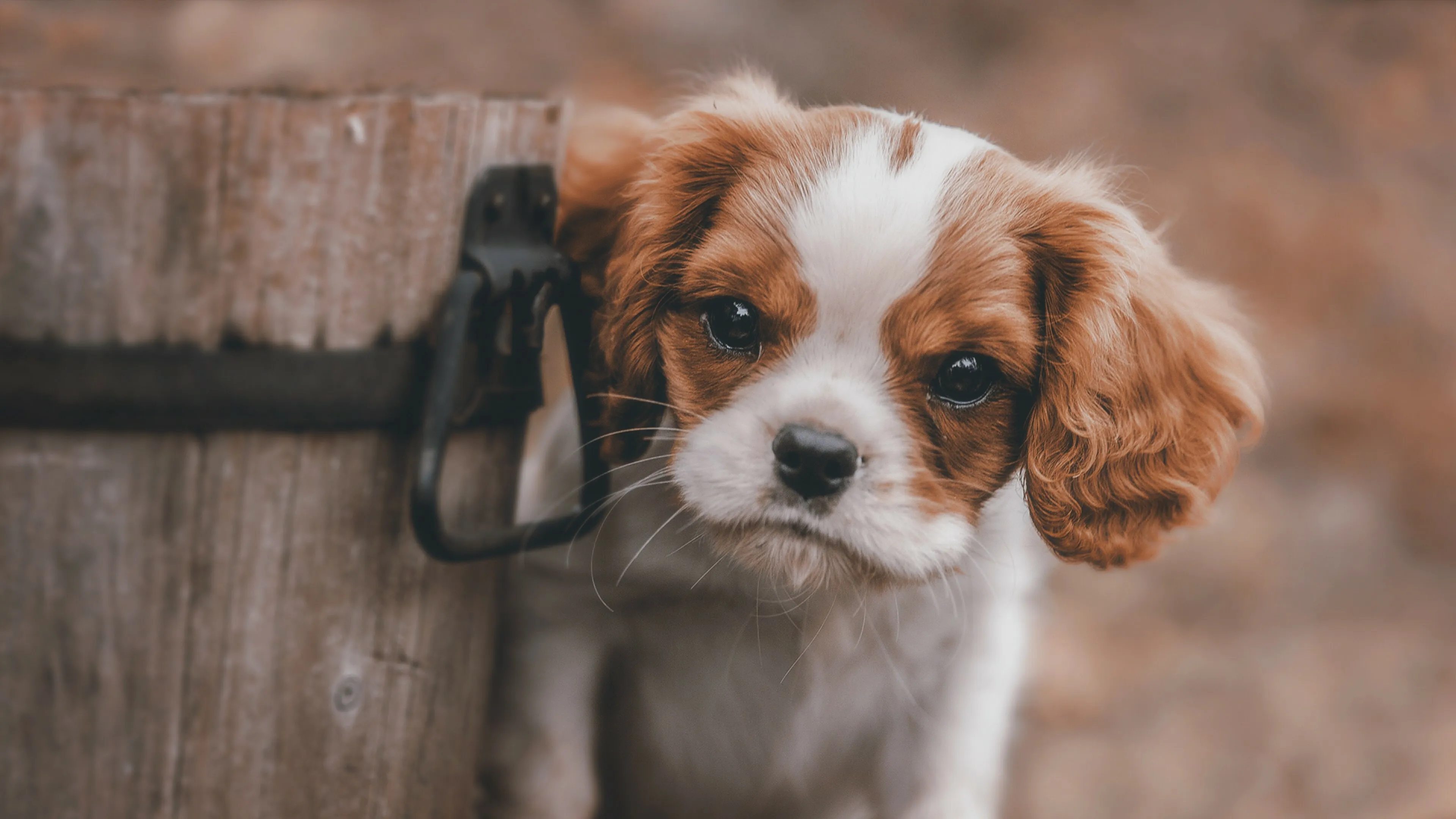 Brown and White Puppy Peeking Out From Rustic Wooden Barrel