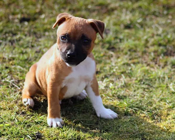 Brown and White Puppy Sitting on Grass Looking To the Side