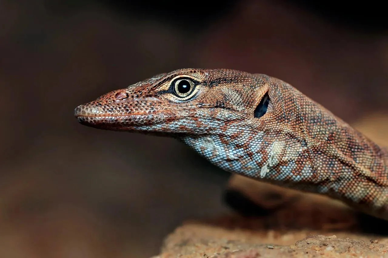 Brown Anole Lizard Camouflaged on Natural Background