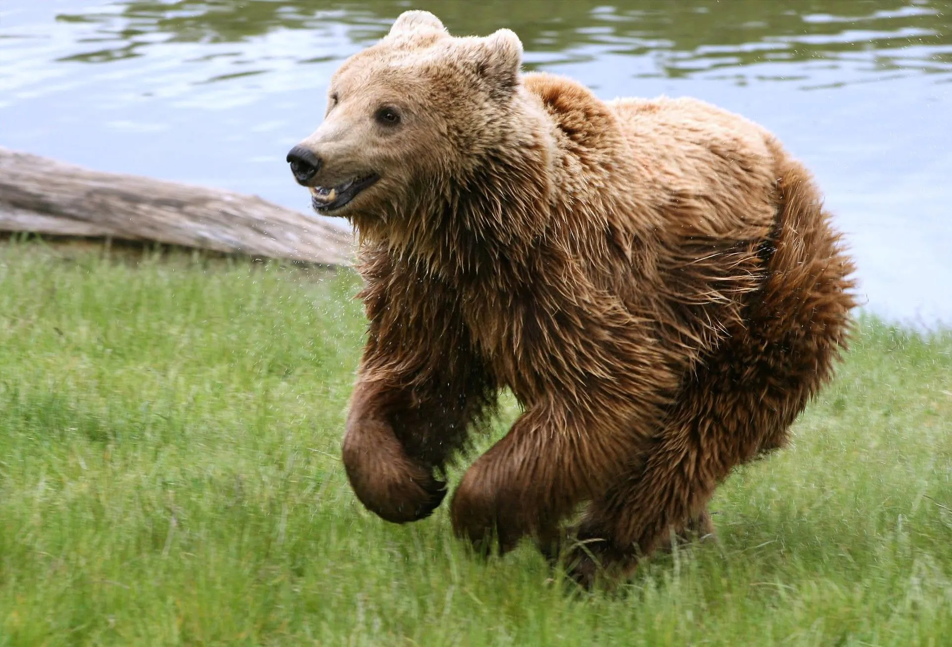 Brown bear resting its head on a log peacefully Wallpaper