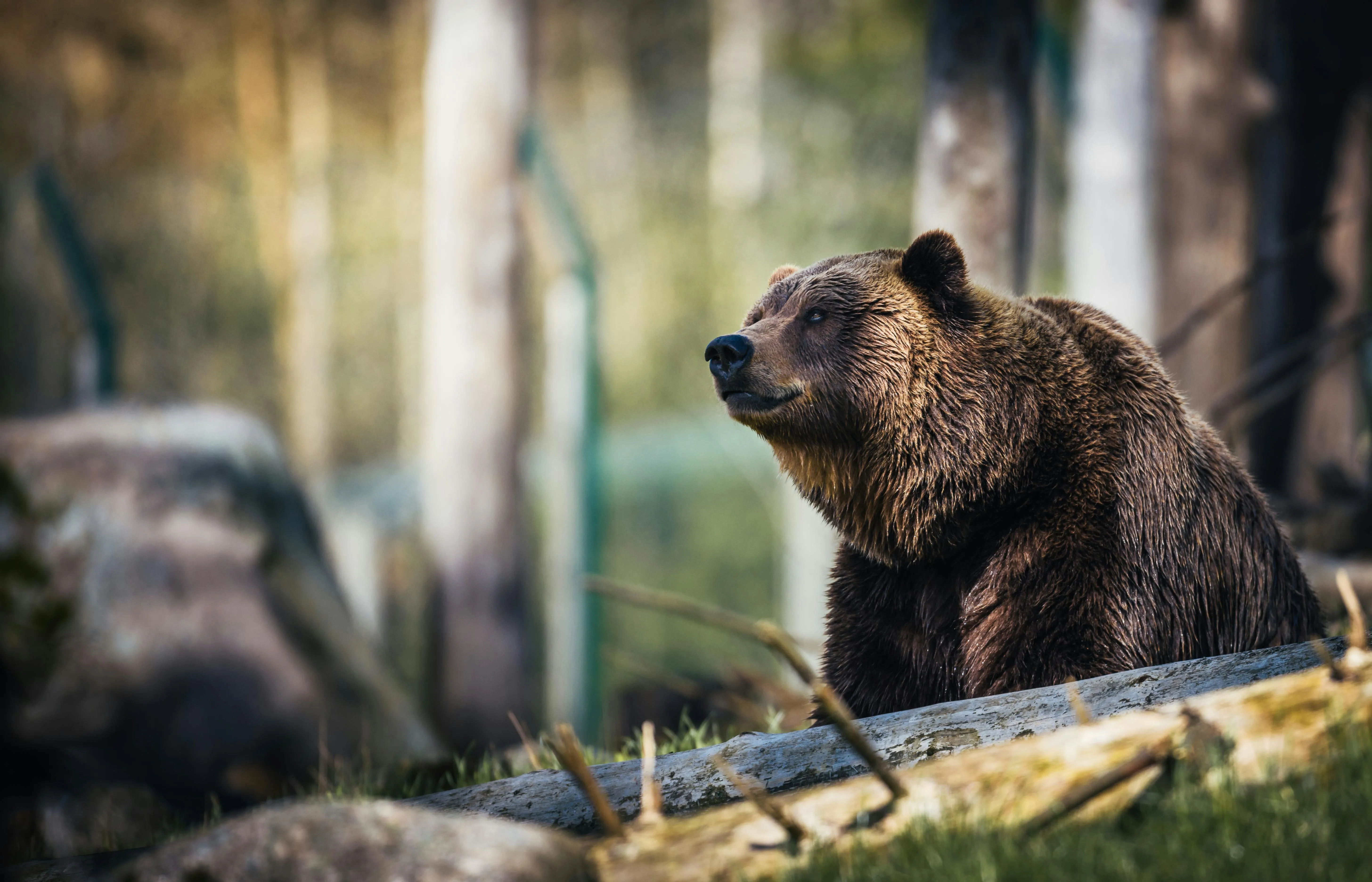 Brown bear resting peacefully on forest floor Wallpaper