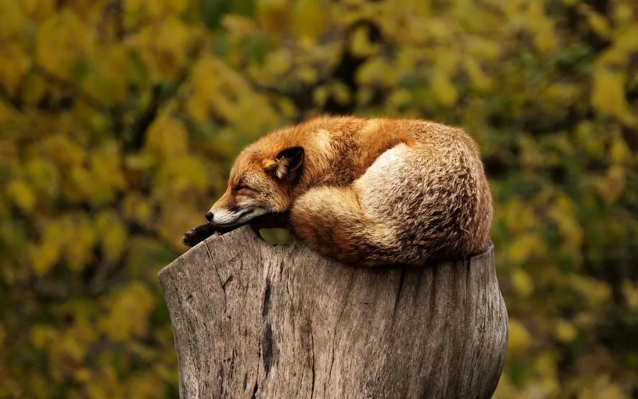 Brown Bear Sleeping on a Tree Stump in Autumn Forest