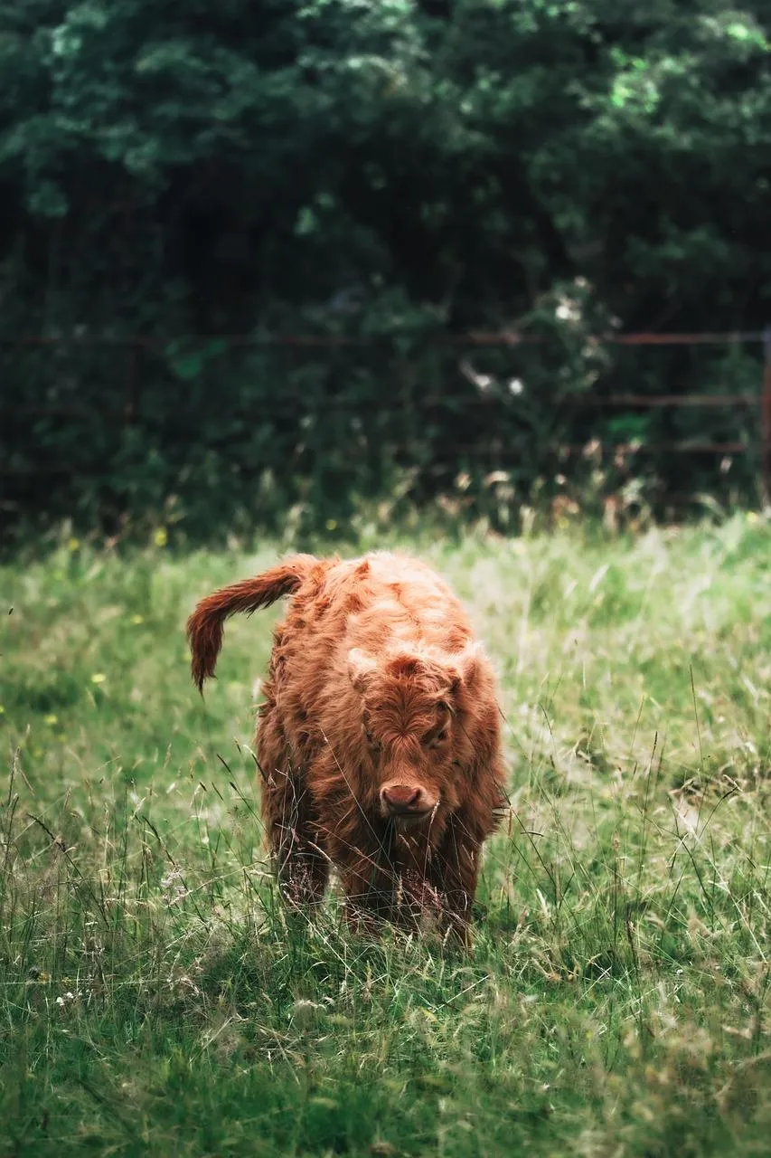 Brown Bear Standing on Lush Green Grass free Wallpaper