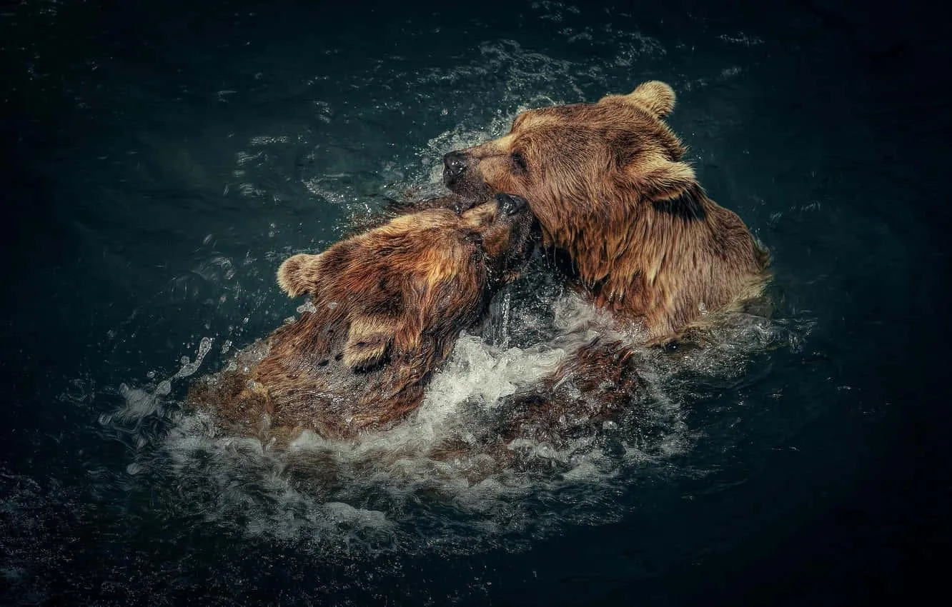 Brown Bear Swimming Across River in Forest Wallpaper