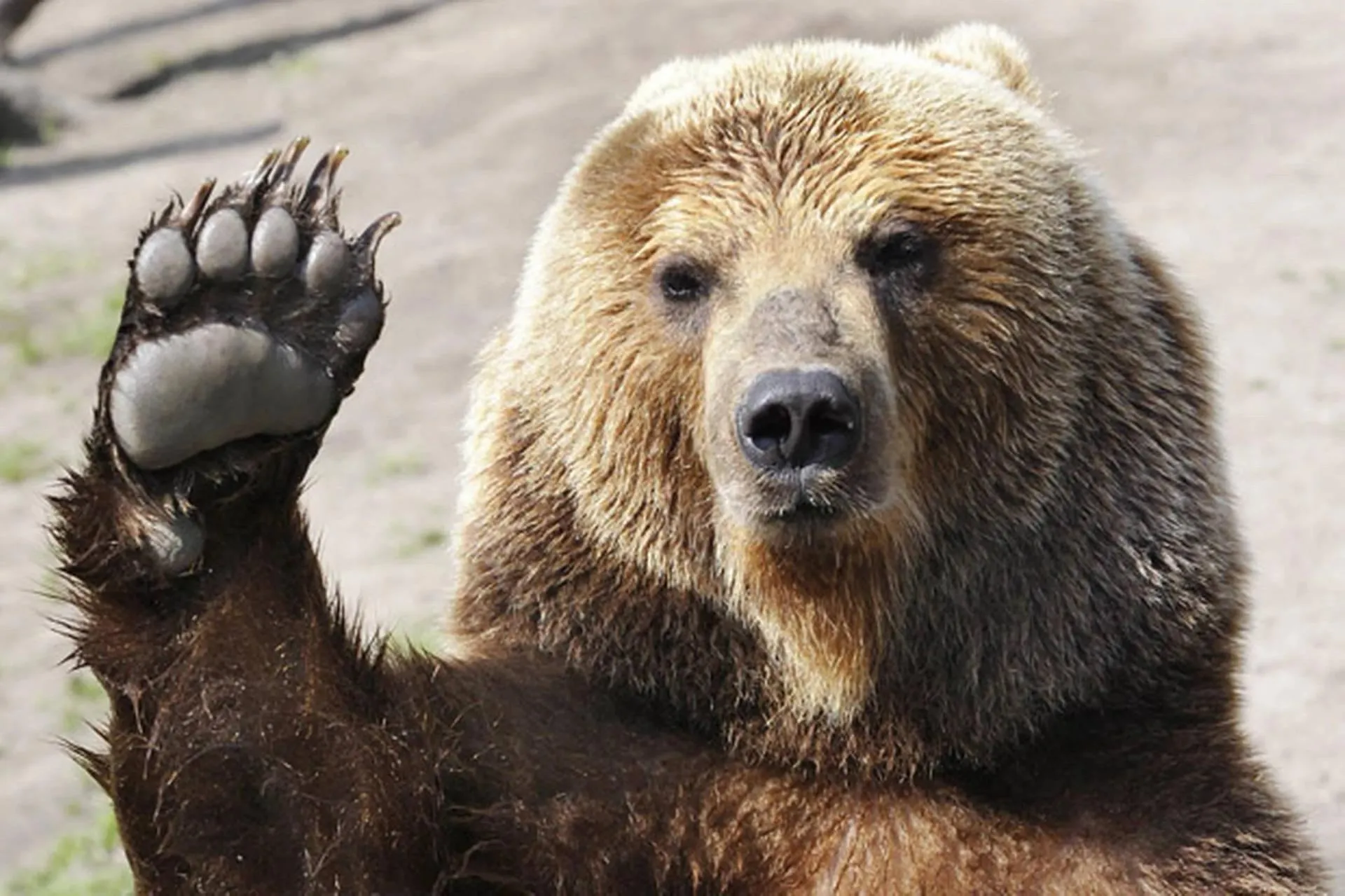 Brown Bear Waving Paw While Looking Towards the Camera