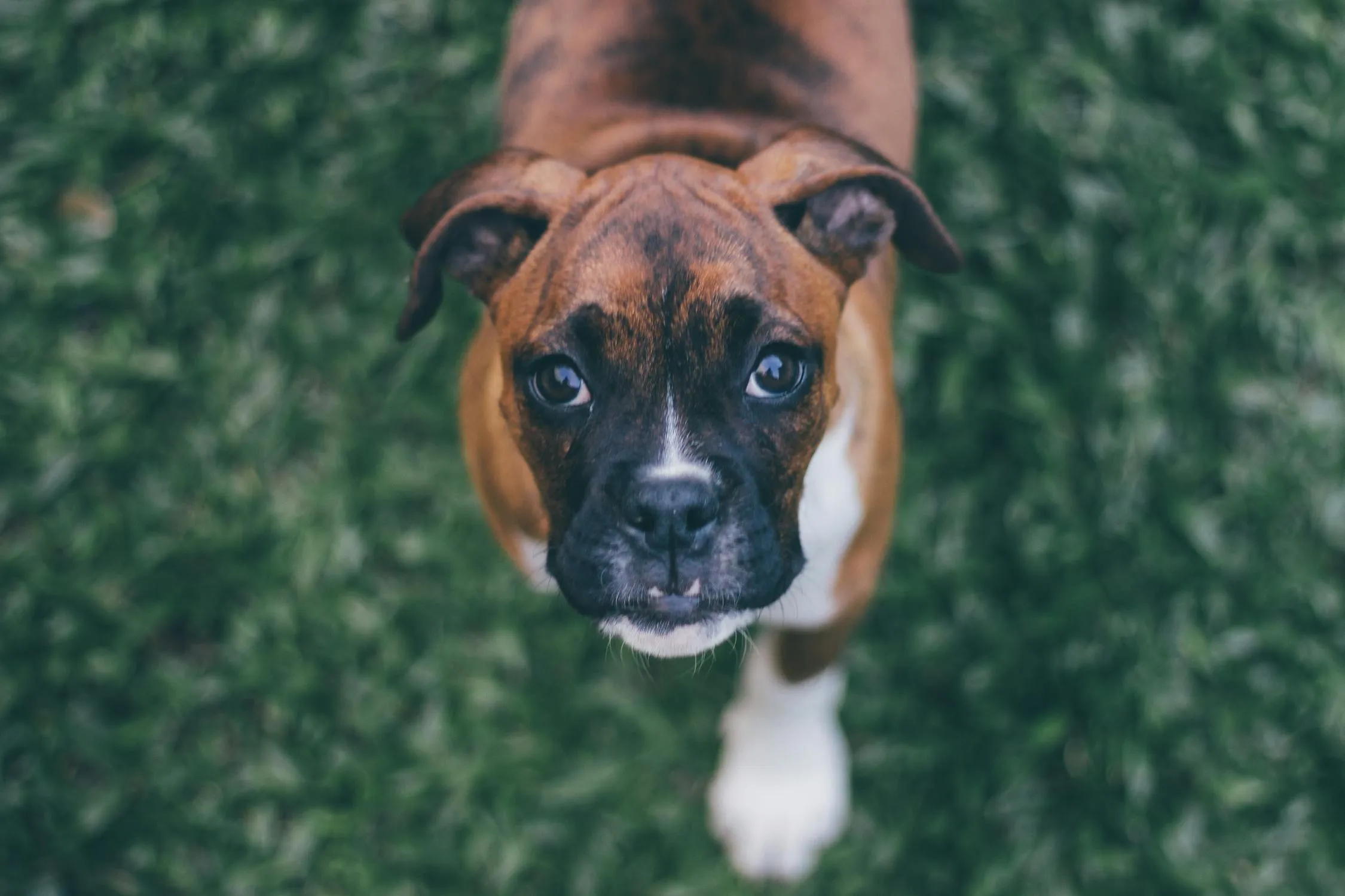Brown Boxer Puppy Standing on a Grassy Area Free Wallpaper