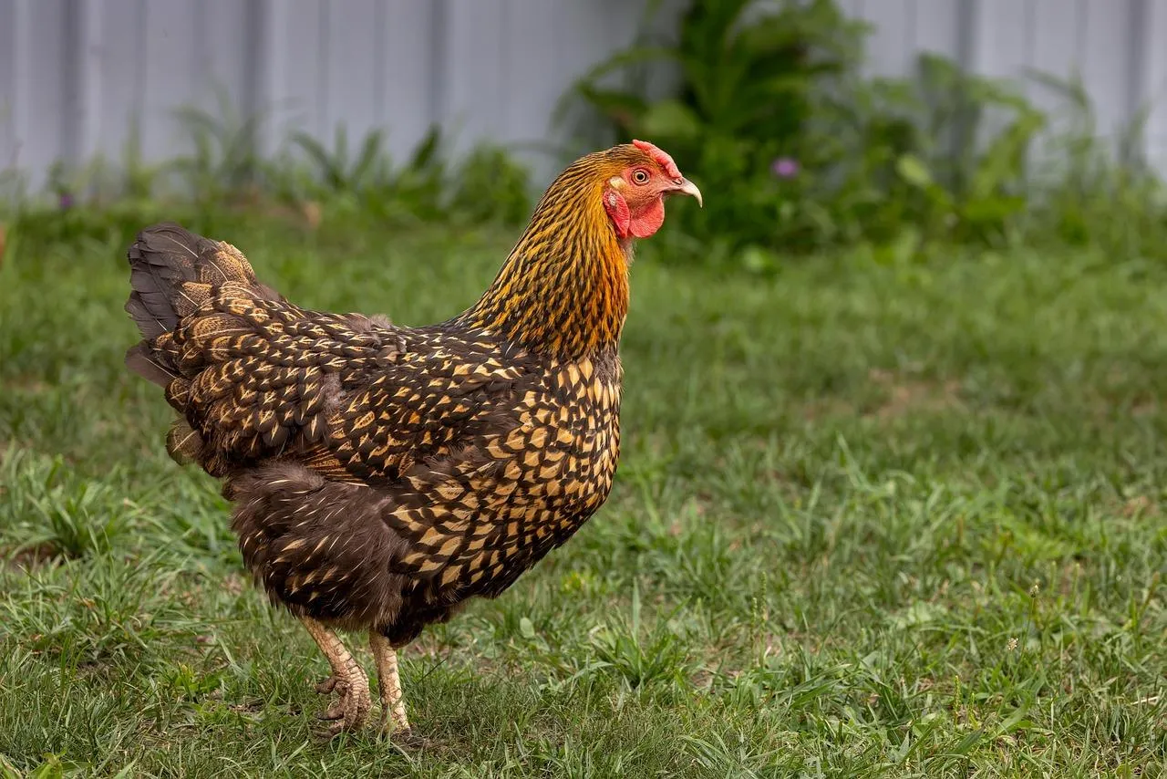 Brown chicken standing in front of a fence Wallpaper