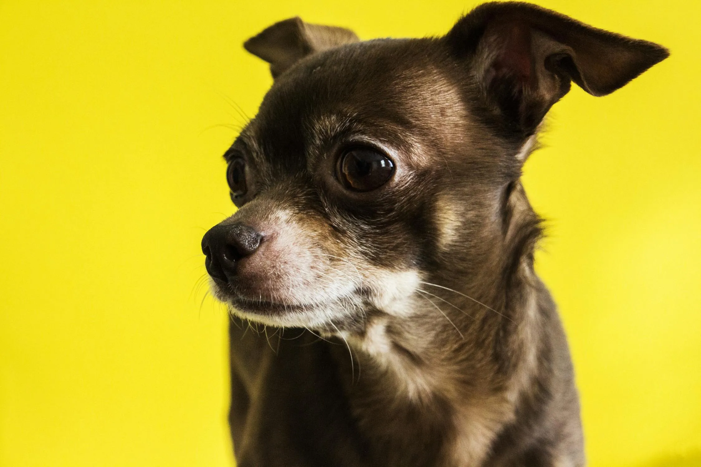 Brown Chihuahua Looking To Side with Yellow Background