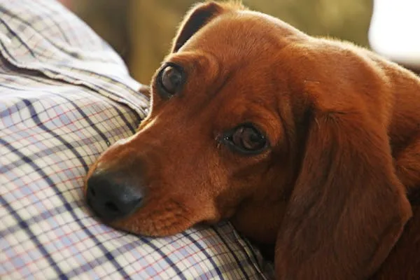 Brown Dachshund Dog Lying Down on a Persons Lap Wallpaper