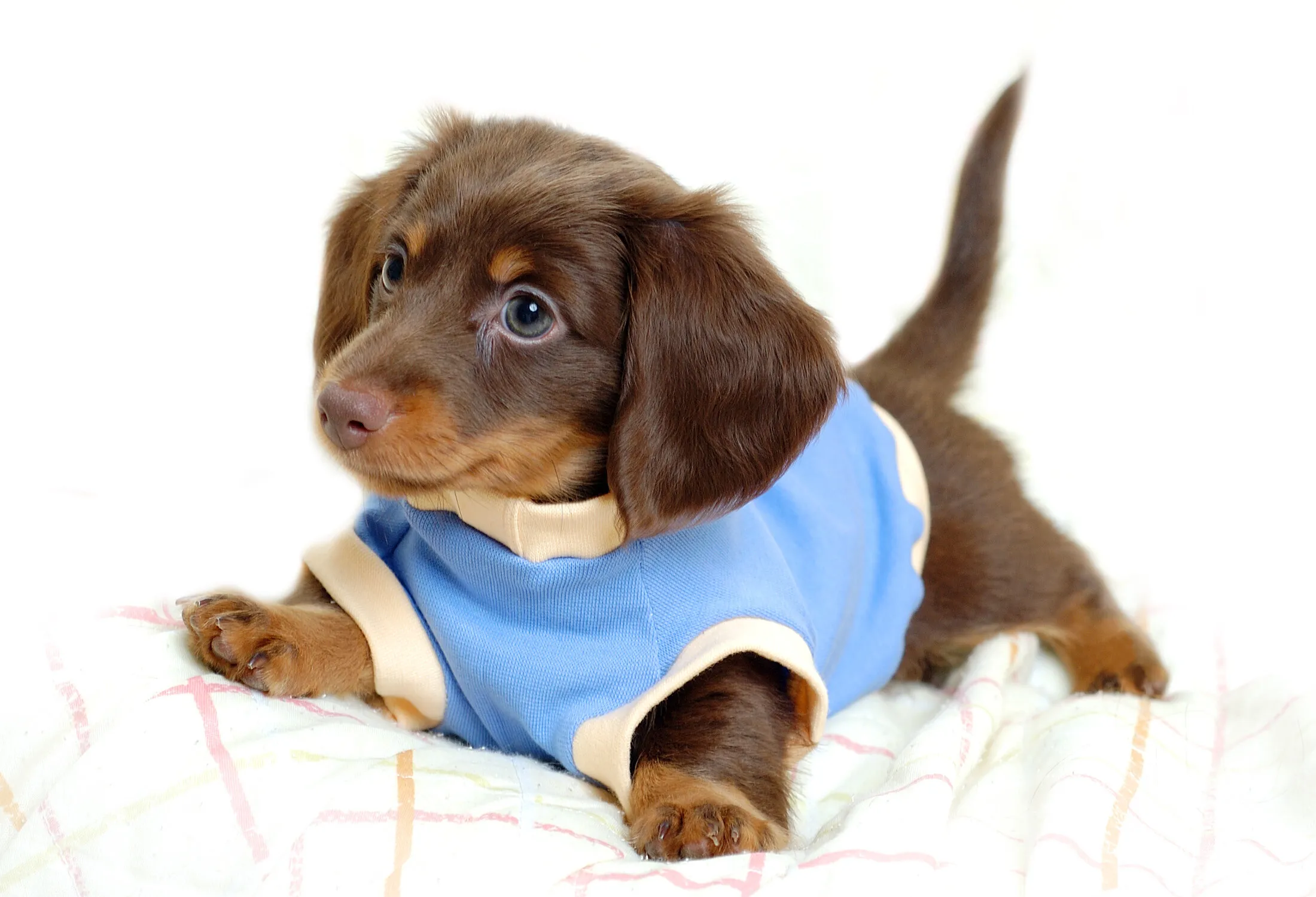 Brown Dachshund Puppy in Blue Shirt Lying on White Blanket