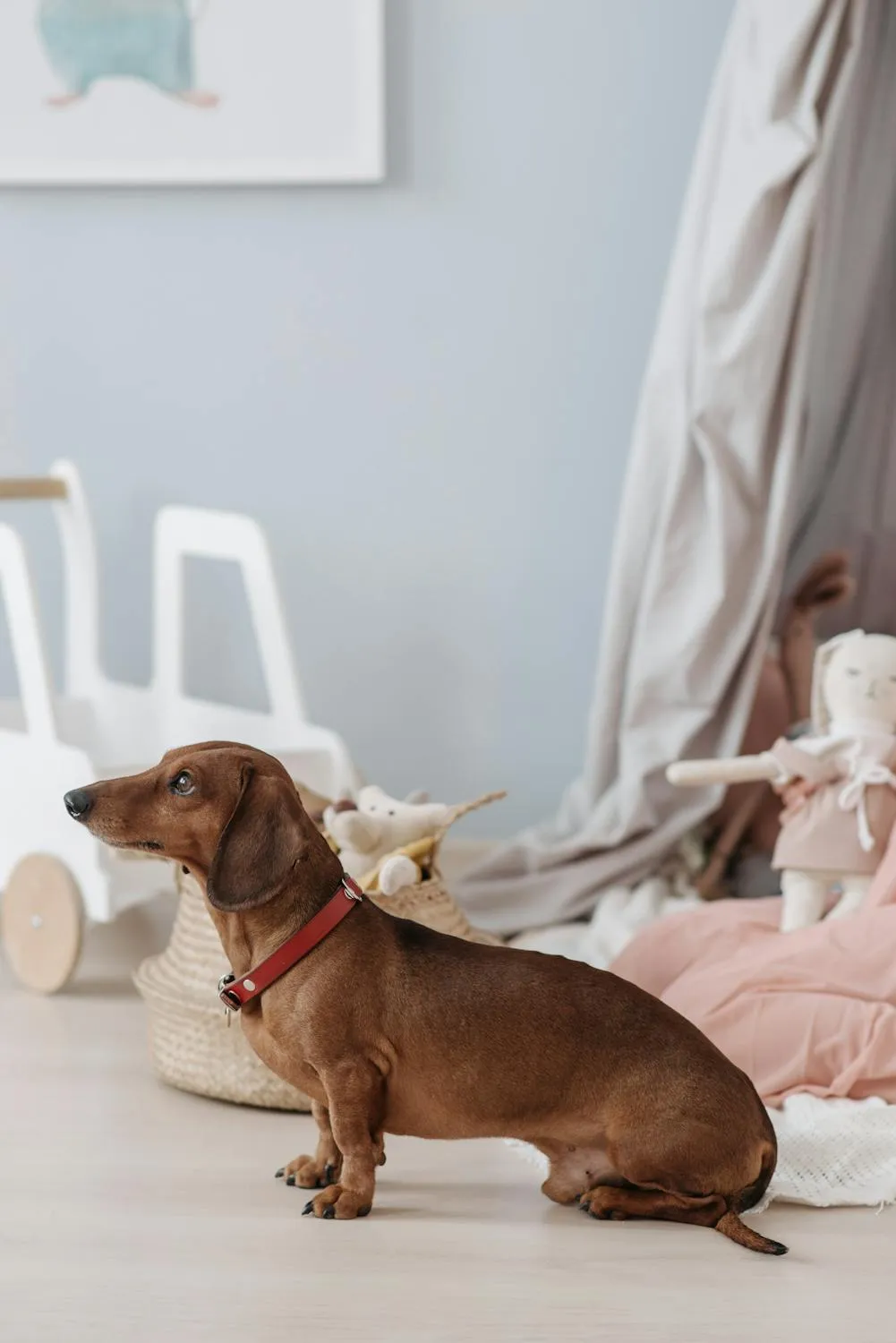 Brown Dachshund Sitting on the Floor and Looking Up Image