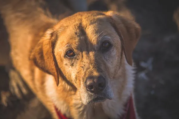 Brown Dog Looking Softly with Soulful Amber Eyes Wallpaper