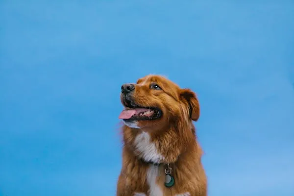 Brown Dog Looking Up with a Blue Sky Background Image