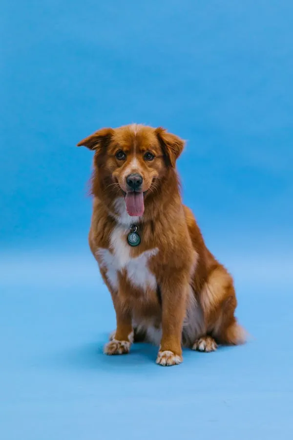 Brown Dog Sitting Against a Vibrant Blue Background Image