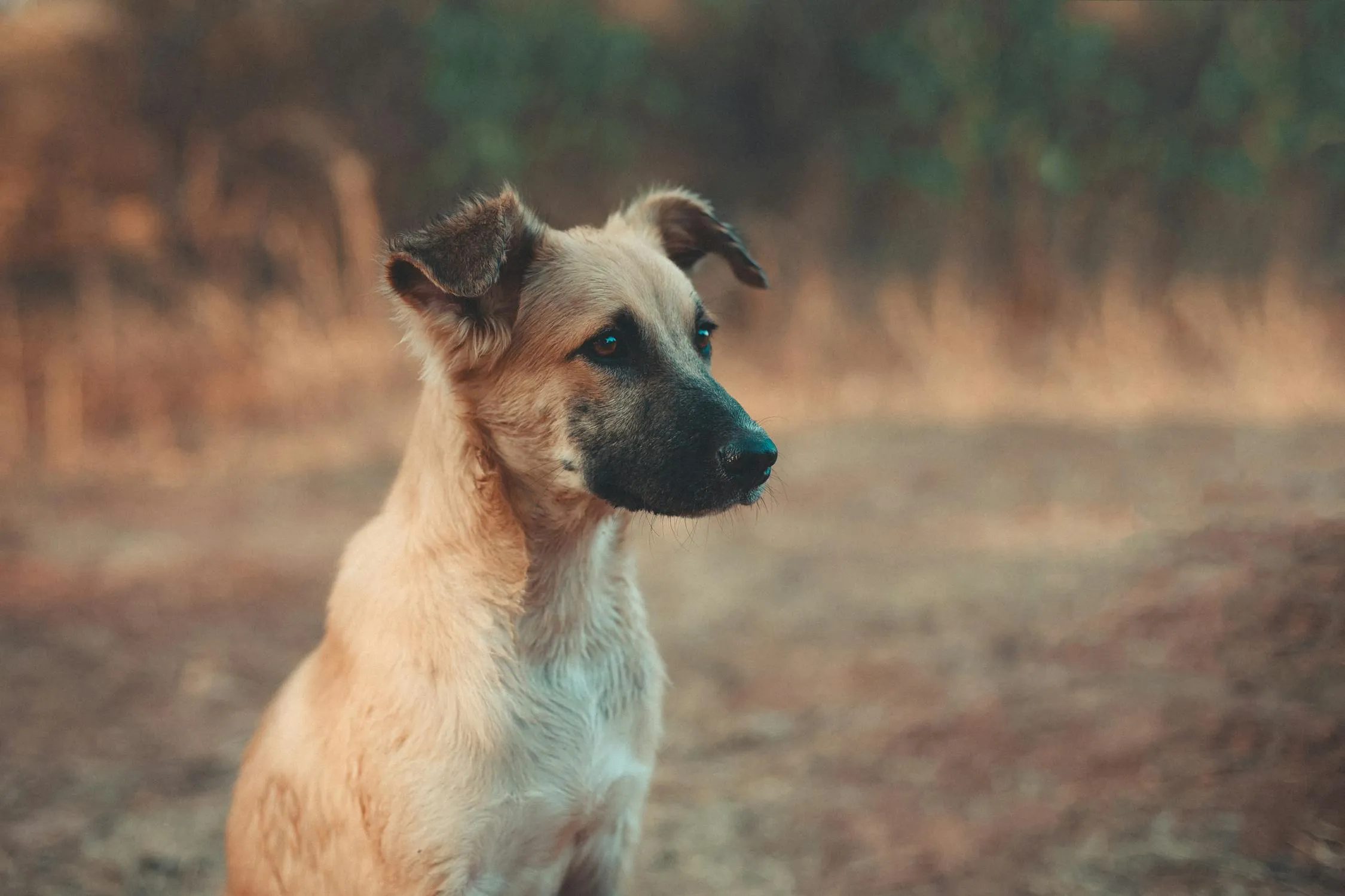 Brown Dog Sitting in Dry Grass Looking To the Side Image