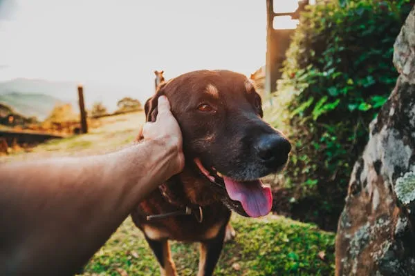 Brown Dog Smiling While a Person Hand Gently Touching Head