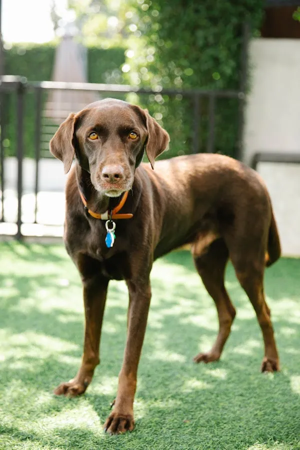 Brown Dog Standing on Green Grass Outside with Collar