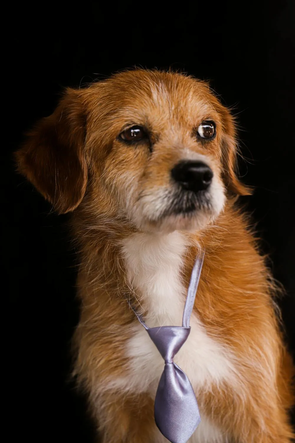 Brown Dog Wearing a Shiny Purple Tie Free Hd Wallpaper