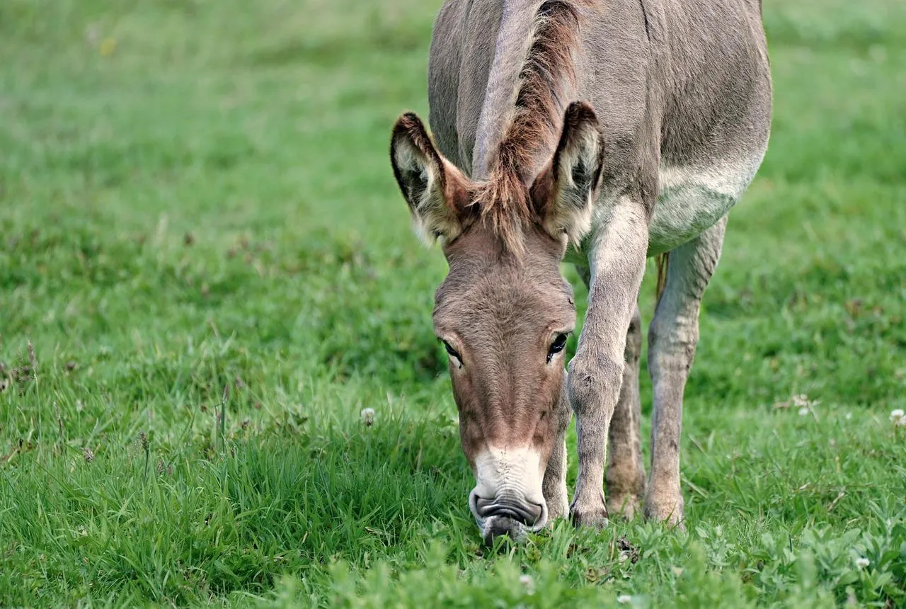 Brown Donkey Standing in Sunlight on a Dirt Path wallpaper
