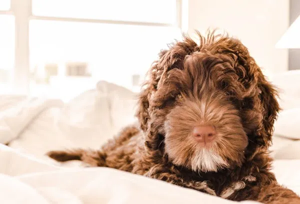 Brown Fluffy Puppy Lying on Bed in Cozy Bedroom Wallpaper