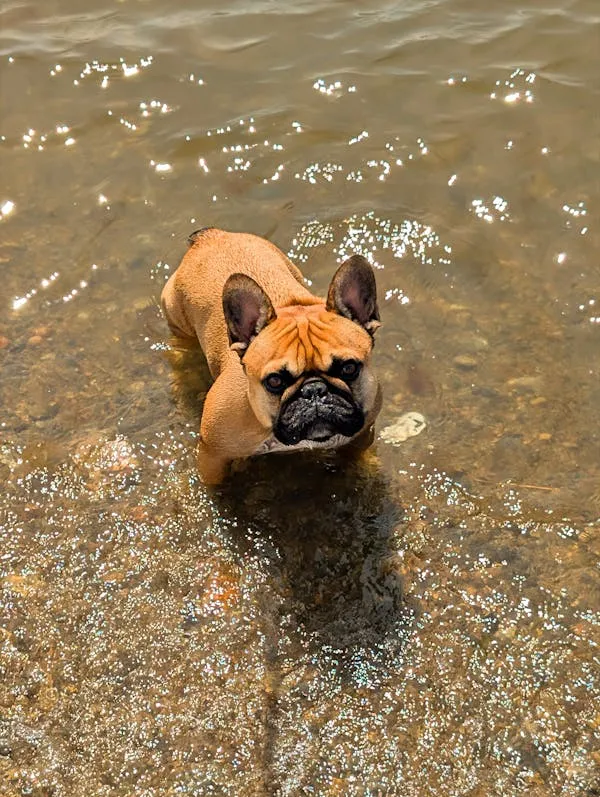 Brown French Bulldog Standing in Shallow Water Wallpaper