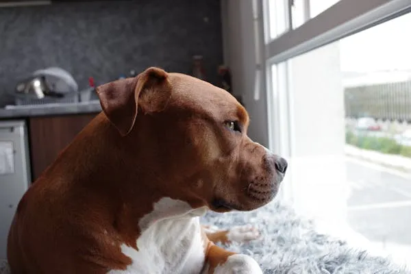 Brown Pit Bull Puppy Gazing Out Of a Large Window Image
