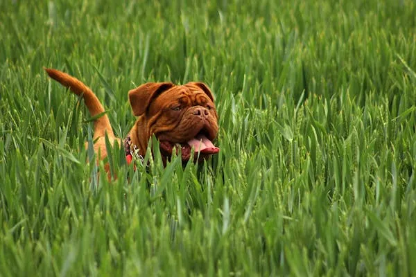 Brown Puppy Happily Running Through Thick Tall Green Grass