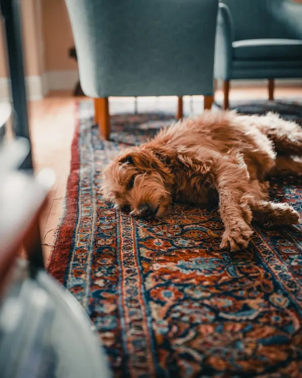 Brown Puppy Sleeping on a Patterned Rug Beside Chair Image